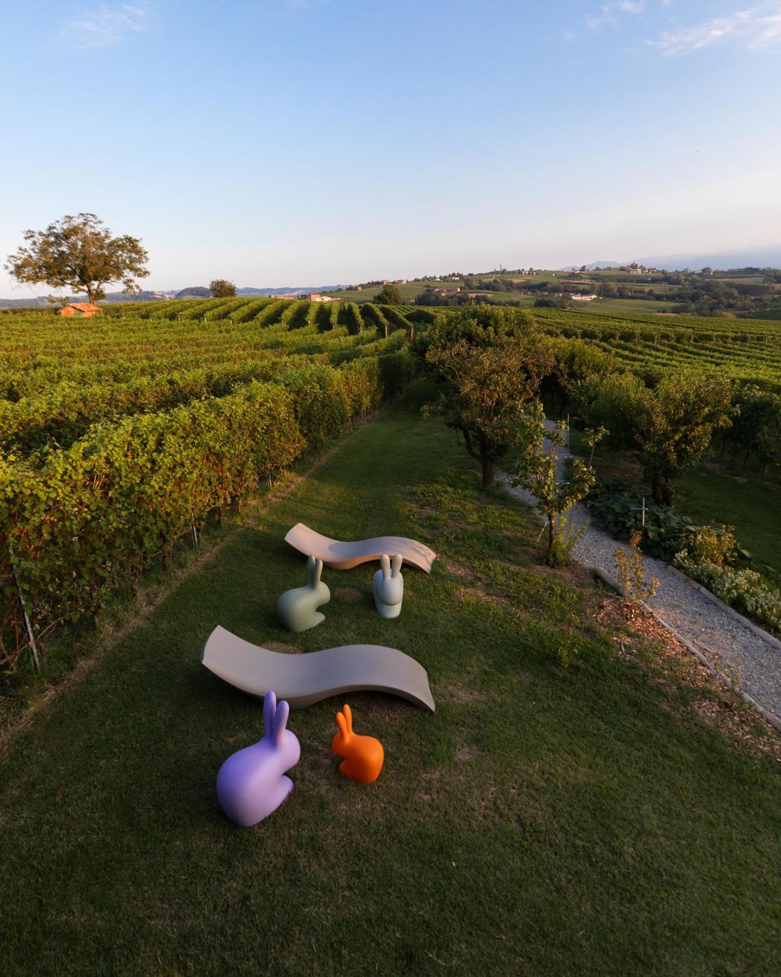 Vineho * Barolo